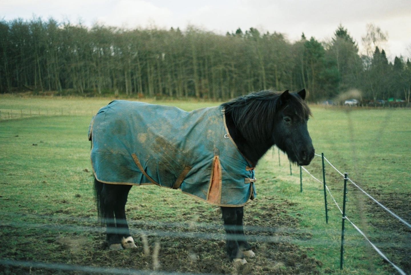 A black horse wearing a blue blanket stands in a muddy field with a forest in the background.
