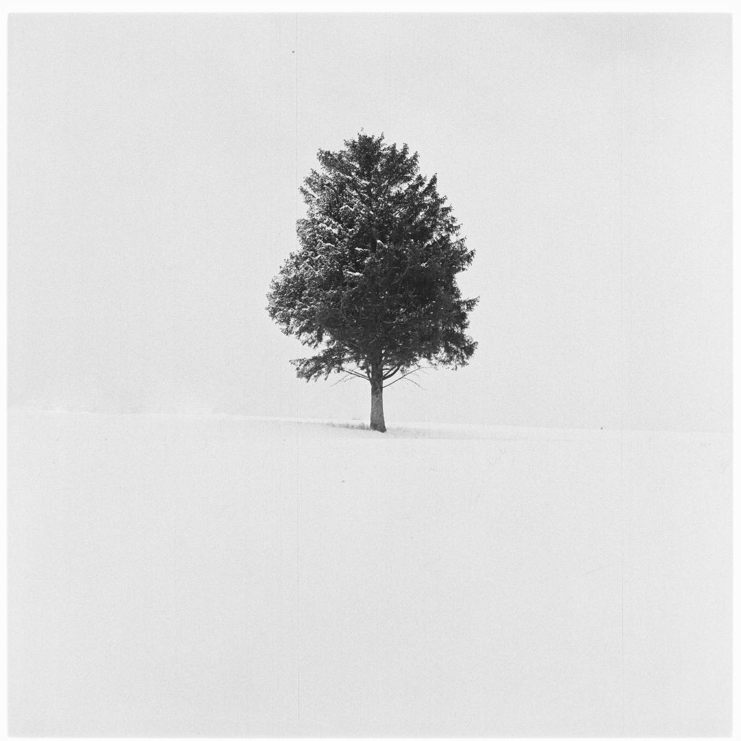 A single evergreen tree stands in a field of snow.