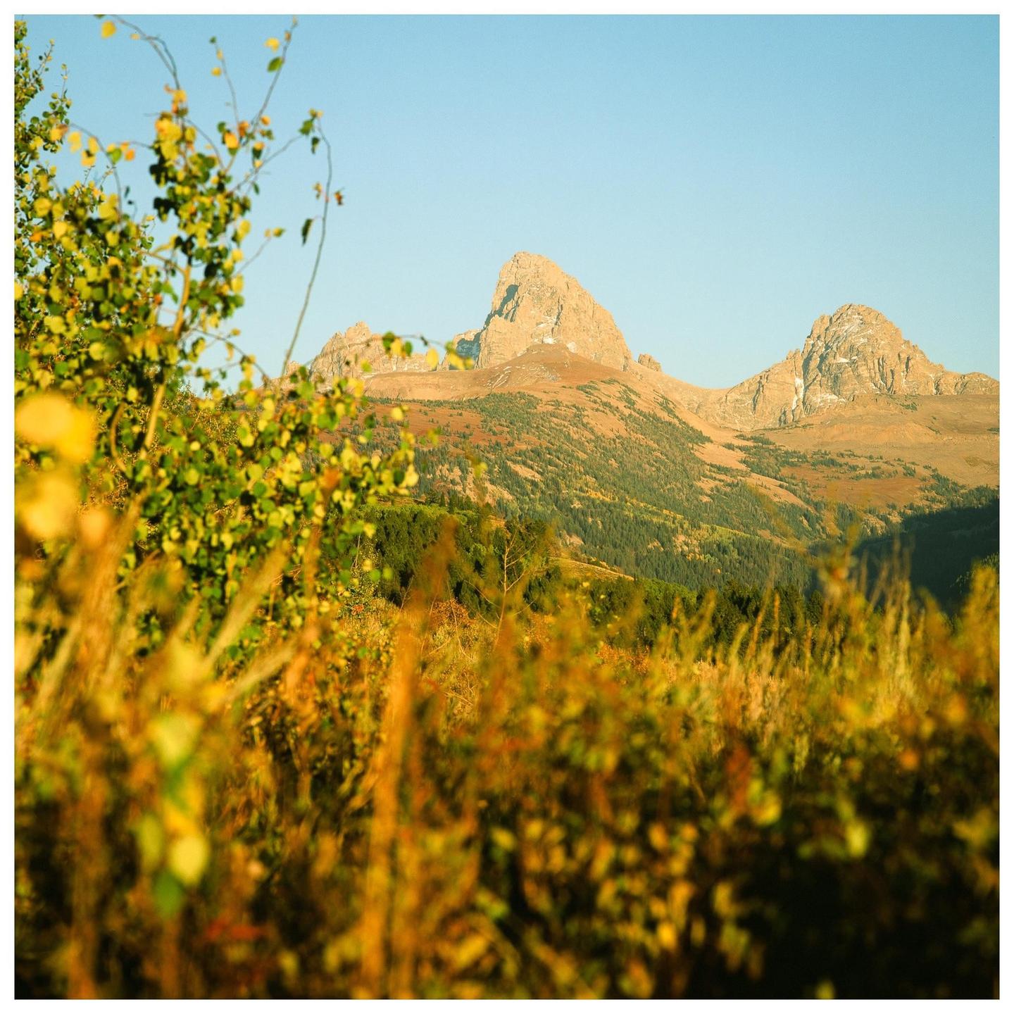A mountain range is visible behind a field of tall grass and a leafy bush.