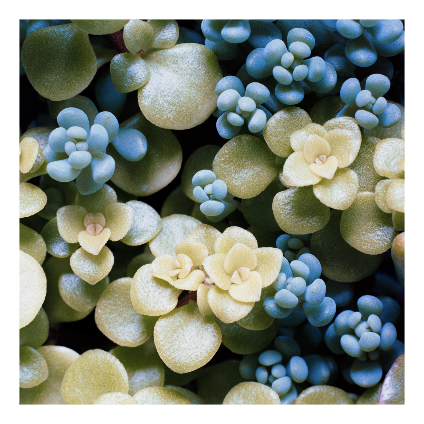 A close-up shot shows a variety of succulents with round leaves and tightly packed rosettes.