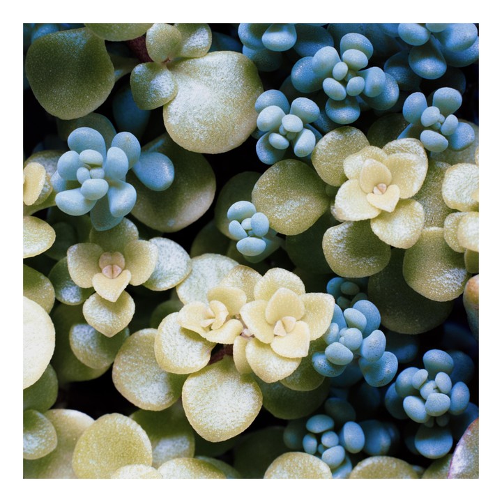 A close-up shot shows a variety of succulents with round leaves and tightly packed rosettes.