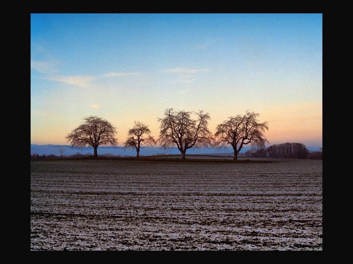 Four bare trees stand in a snowy field under a colorful sky at dusk.