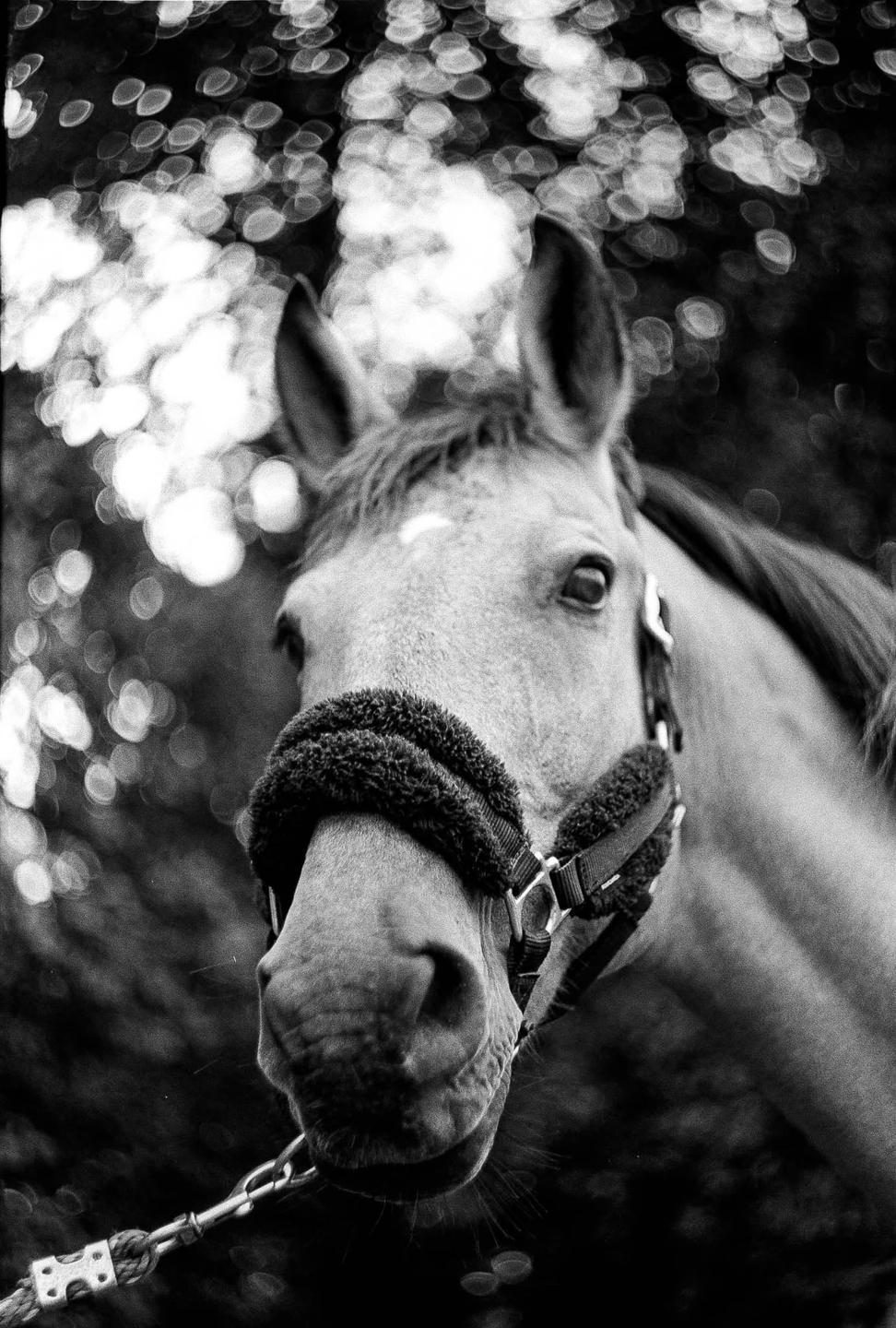 A horse wearing a halter is pictured in black and white with a blurred, bright background.
