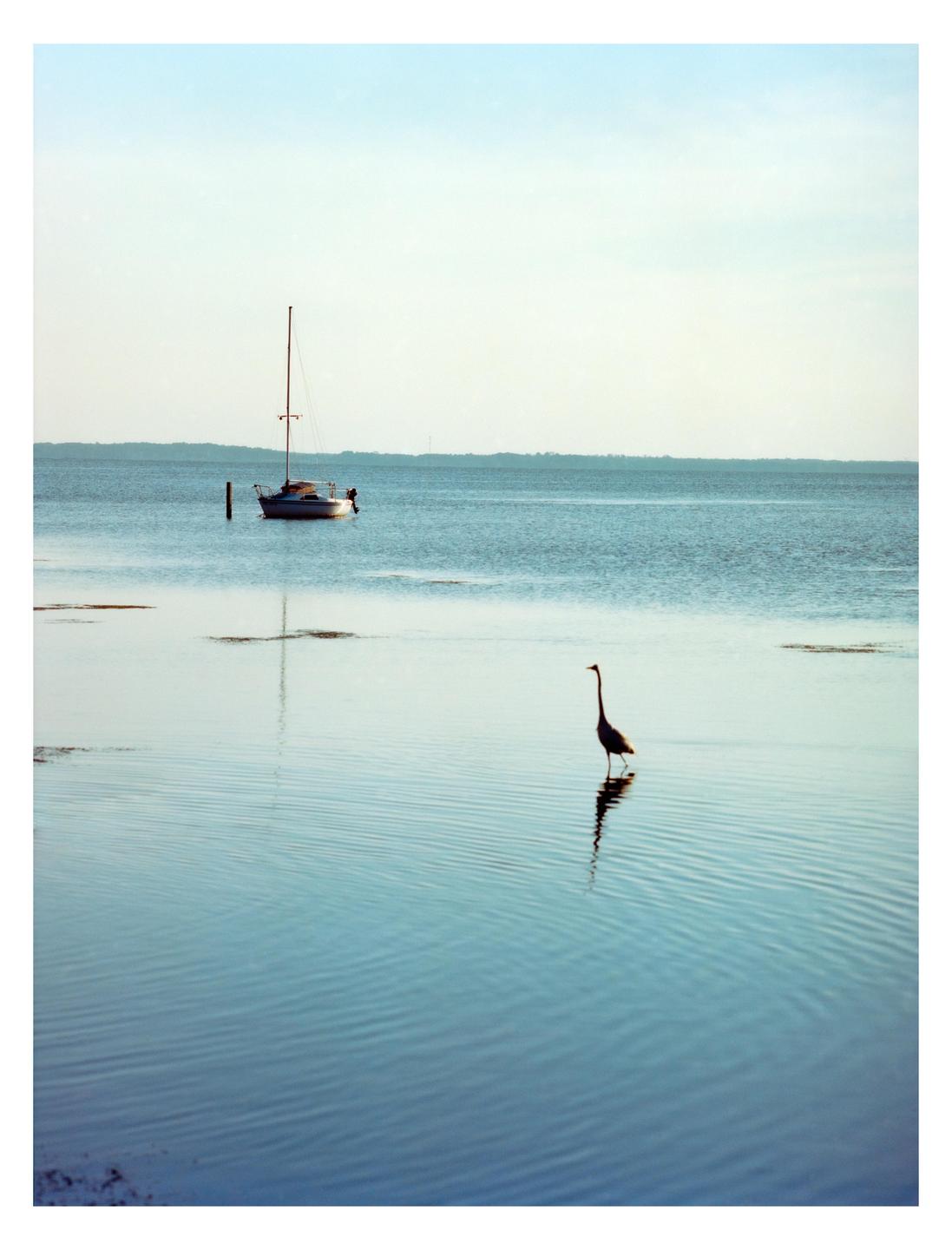 A bird stands in shallow water with a sailboat anchored in the background.
