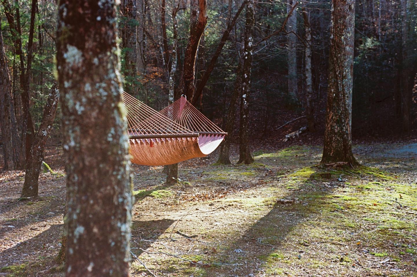 A hammock is strung between two trees in a forest with dappled sunlight on the ground.