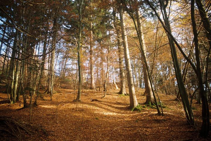 Sunlight filters through tall trees onto a forest floor covered in autumn leaves.