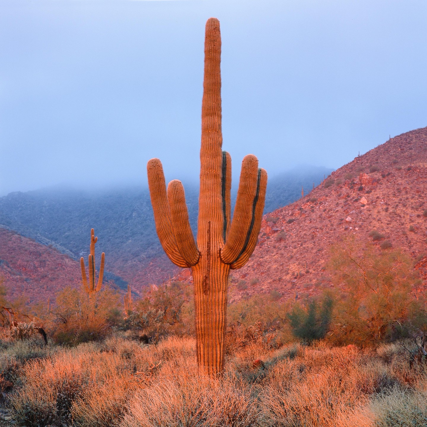A saguaro cactus stands tall in a desert landscape with mountains in the background.