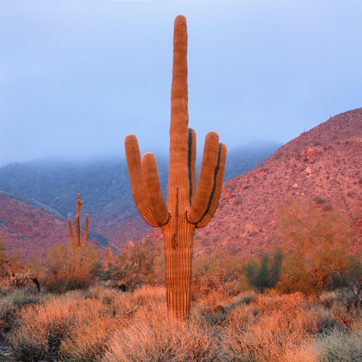 A saguaro cactus stands tall in a desert landscape with mountains in the background.
