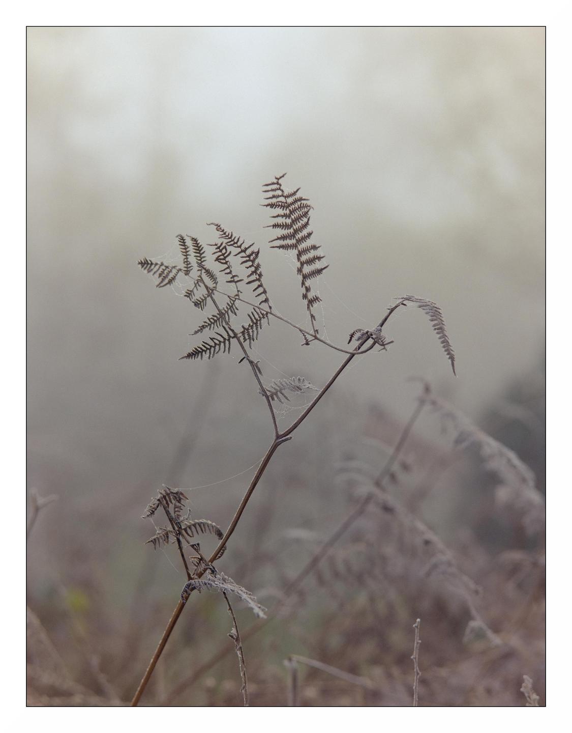 A fern covered in spiderwebs and frost stands in a foggy field.