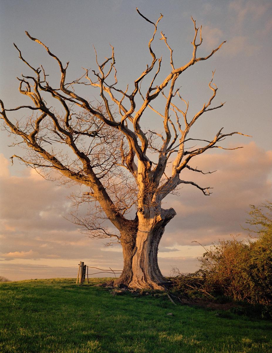 A large, decaying tree with bare branches stands on a grassy hill under a cloudy sky at sunset.