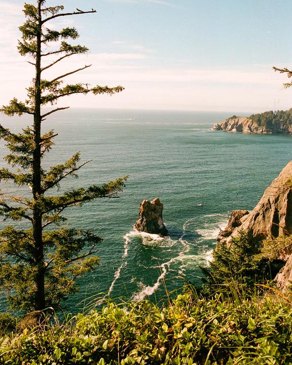 A tall pine tree stands on a cliff overlooking a rocky coastline with a sea stack in the water.