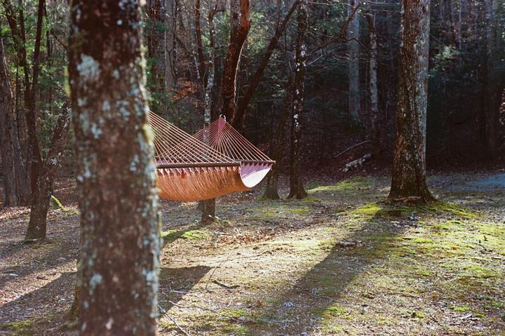 A hammock is strung between two trees in a forest with dappled sunlight on the ground.