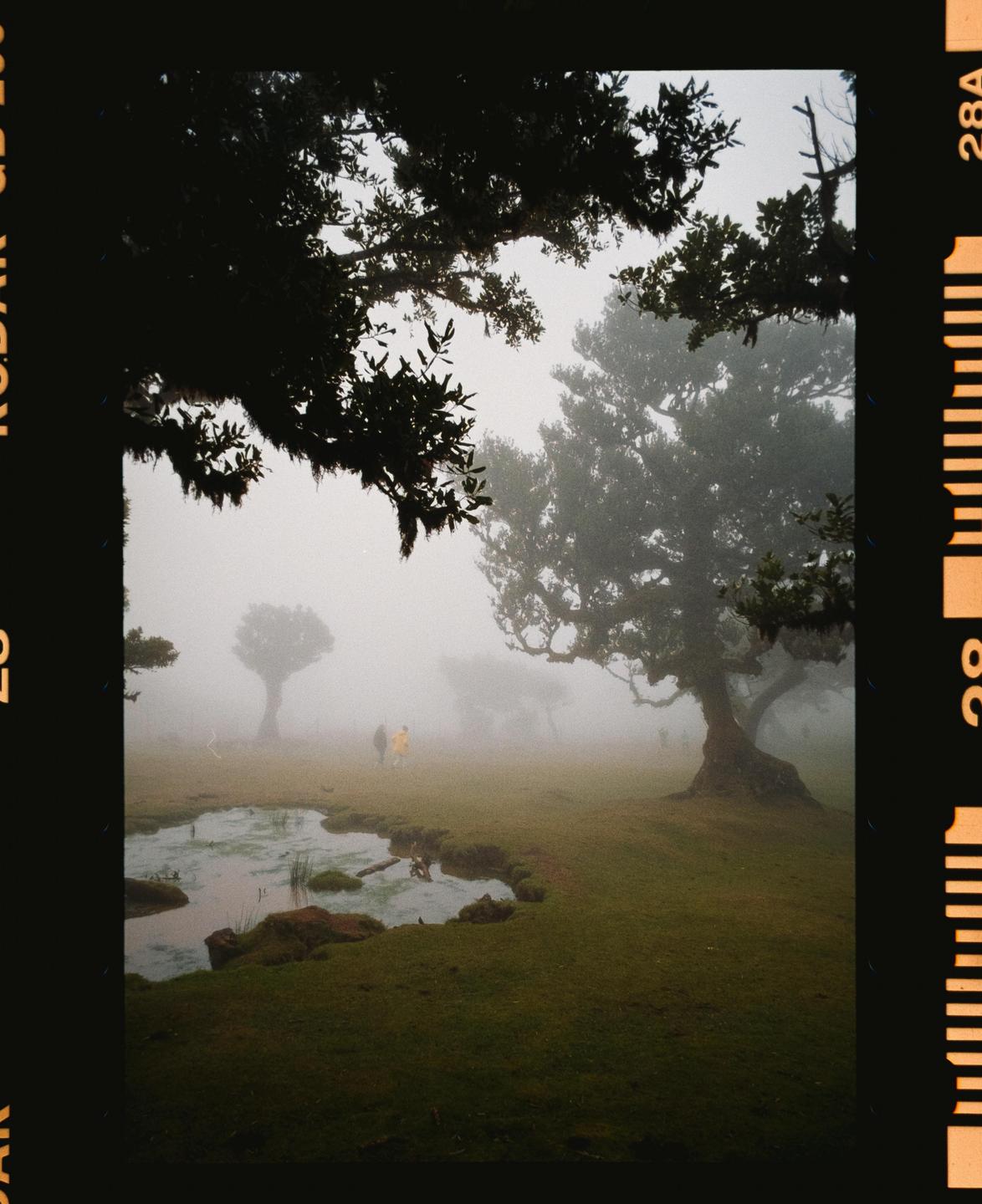 A foggy forest with a small pond in the foreground and two people in the distance.