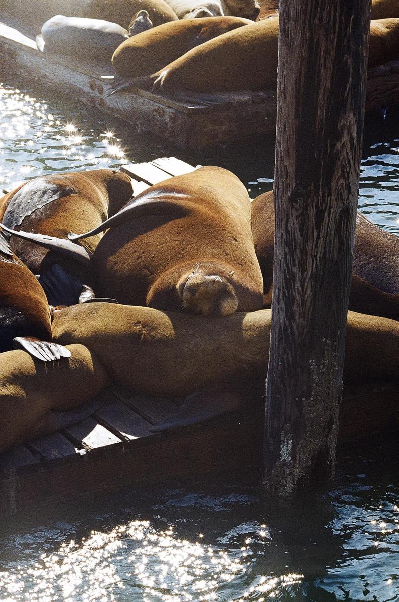 A group of sea lions are resting on a wooden dock next to sparkling water.