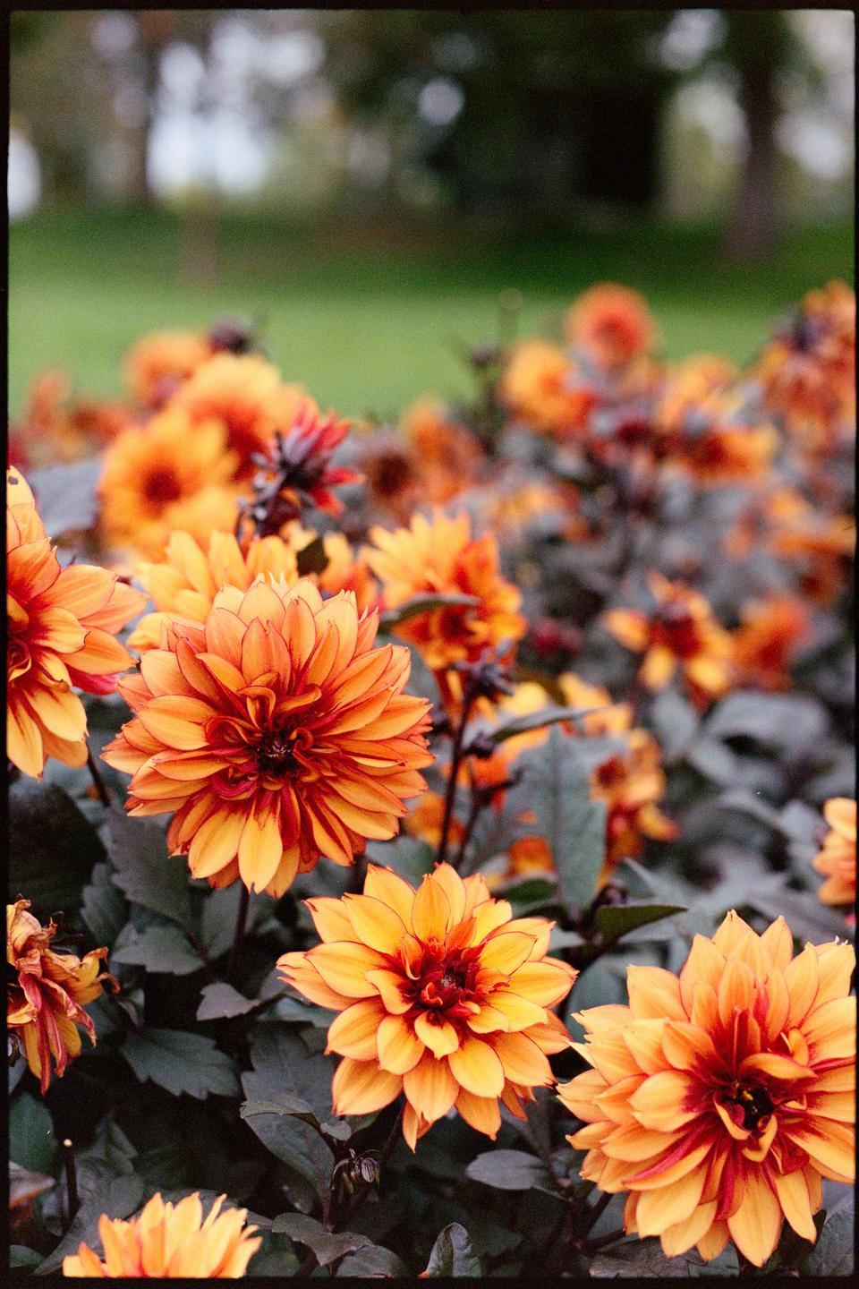 A cluster of orange and red dahlias with dark foliage is shown in a garden.