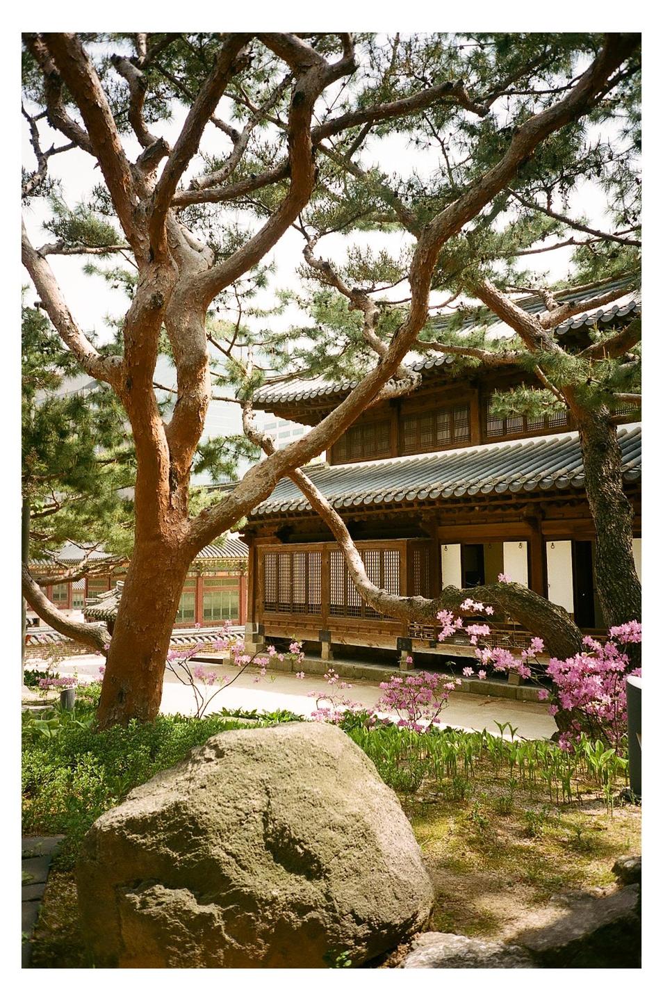 A traditional Korean building with a tiled roof is visible behind a large pine tree and a rock in a garden with pink flowers.