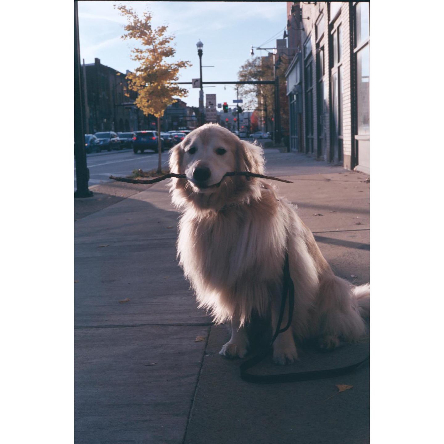 A golden retriever sits on a sidewalk holding a stick in its mouth.