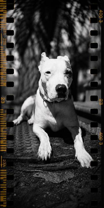 A white dog with a dark patch over one eye lies on a textured surface in dappled sunlight.