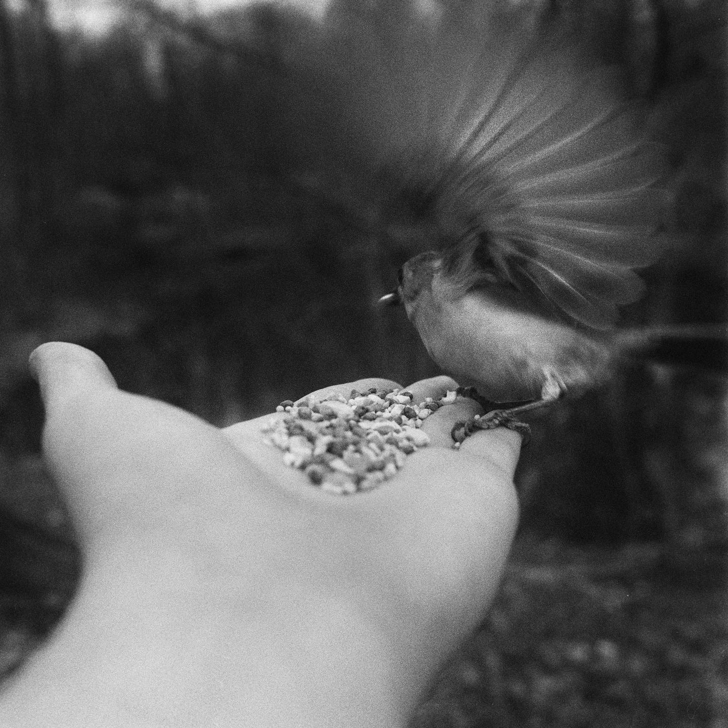 A small bird with outstretched wings lands on a person's hand to eat birdseed.