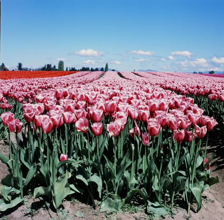 A vast field of pink tulips stretches under a clear blue sky with scattered clouds.