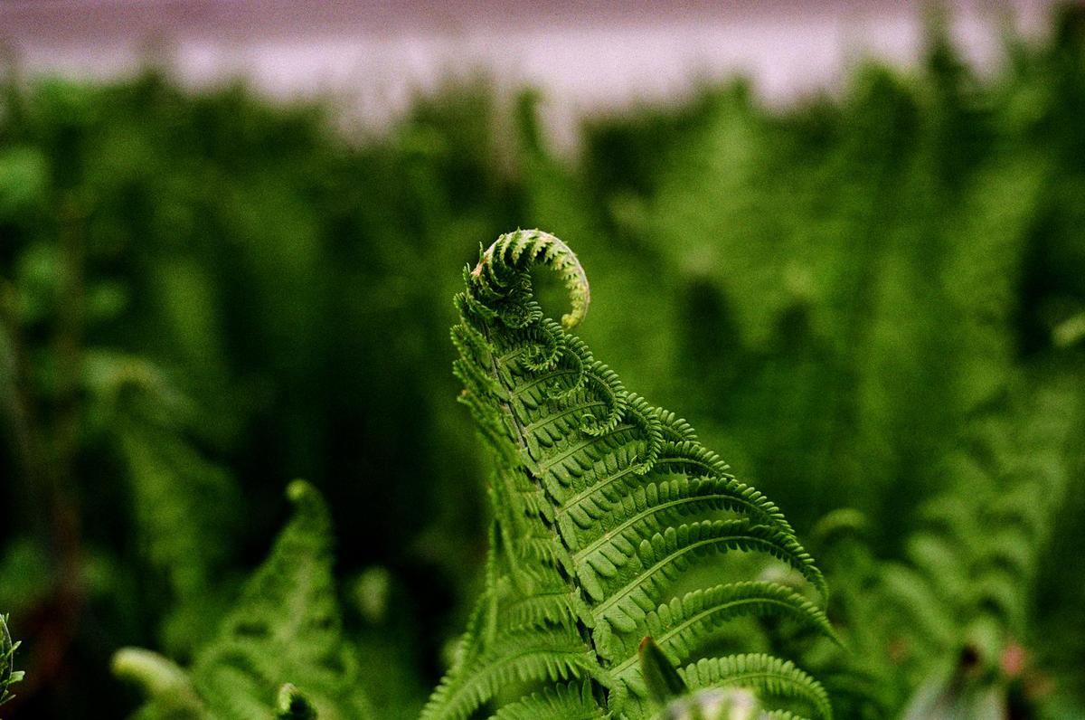 A close-up shot shows a single fern frond unfurling with other ferns in the background.