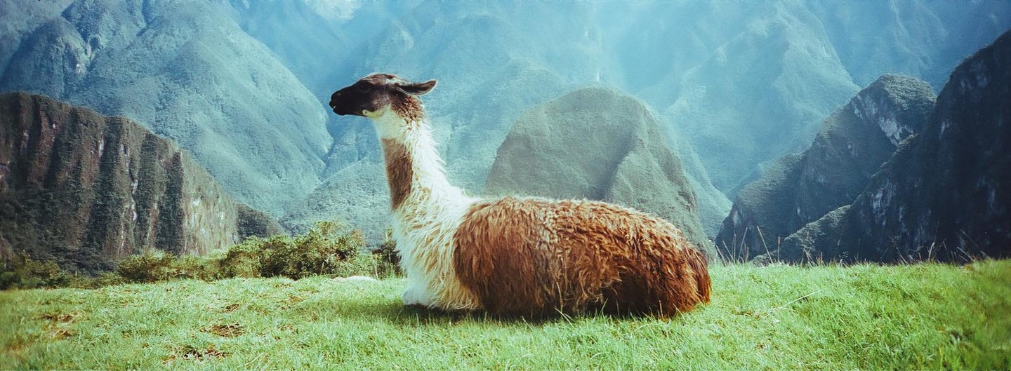 A llama rests on a grassy hill with mountains in the background.