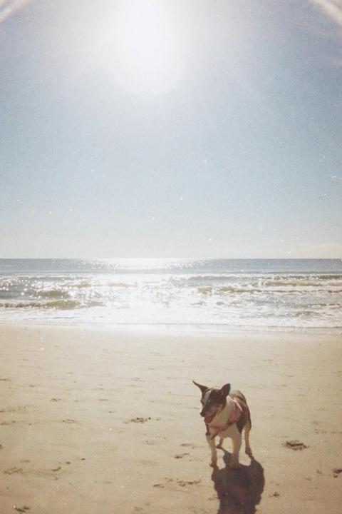 A small dog stands on a sandy beach with the ocean and bright sky in the background.