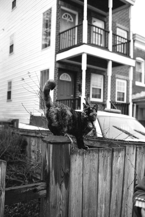 A cat stands on a wooden fence with residential buildings in the background.
