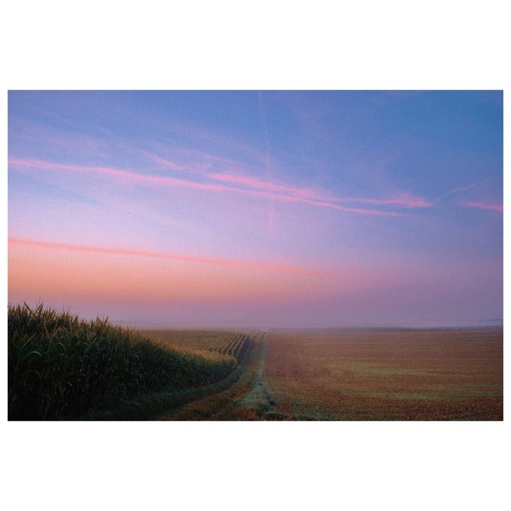 A field of crops stretches into the distance under a pastel sky.