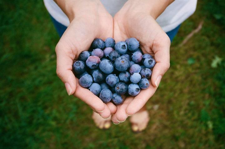 A person holds a handful of blueberries over green grass.