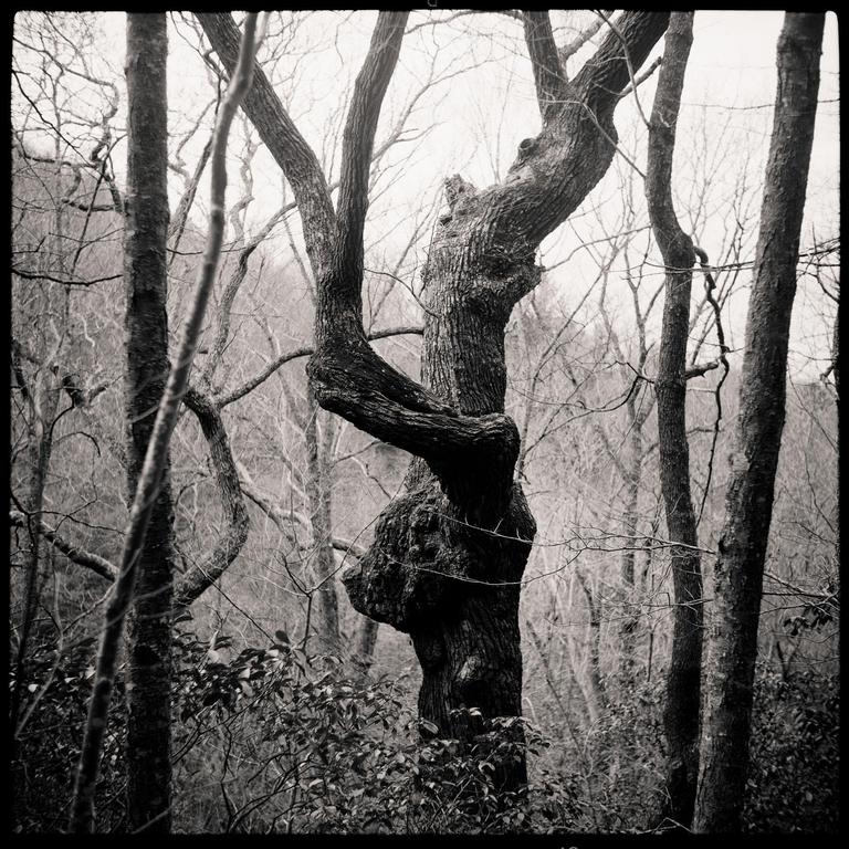 A gnarled tree with a large burl on its trunk stands in a forest of bare trees.