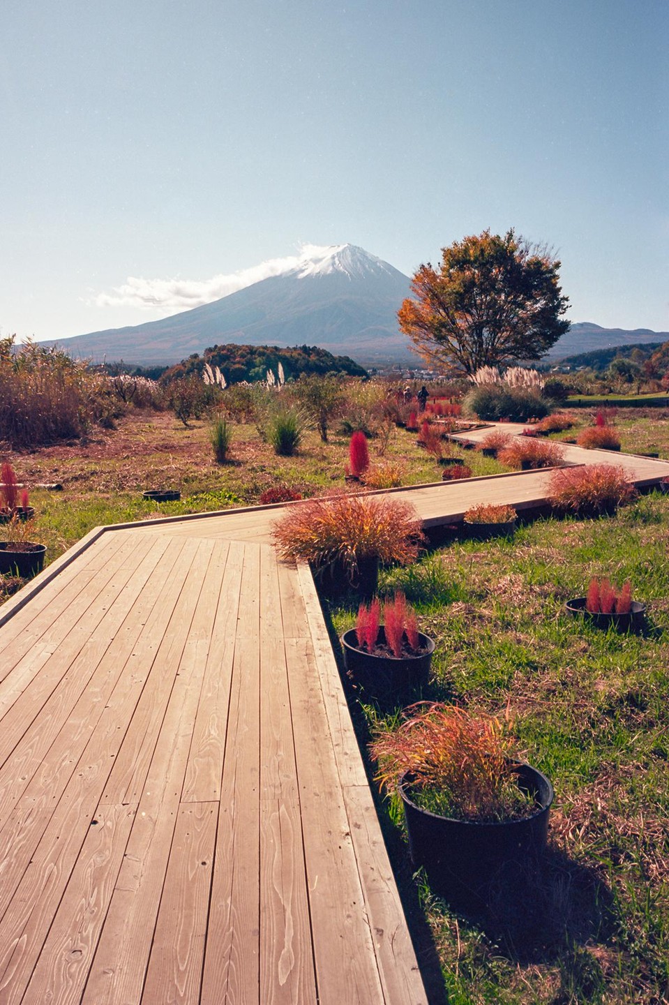 A wooden boardwalk winds through a garden with potted plants and a snow-capped mountain in the background.