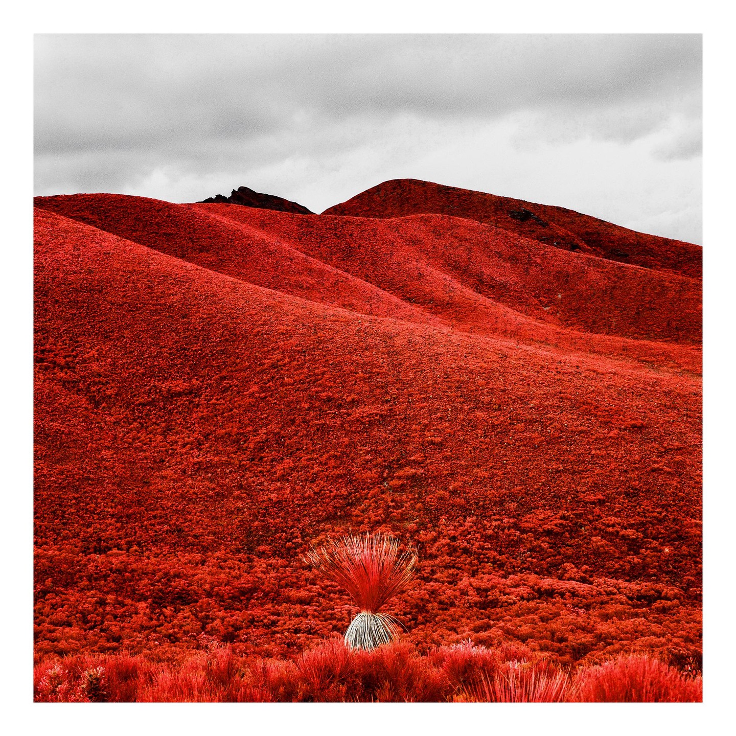 A single grass tree stands in a field of red foliage with rolling hills under a cloudy sky.