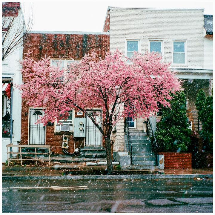 A vibrant pink blossom tree stands in front of brick buildings as snow falls.