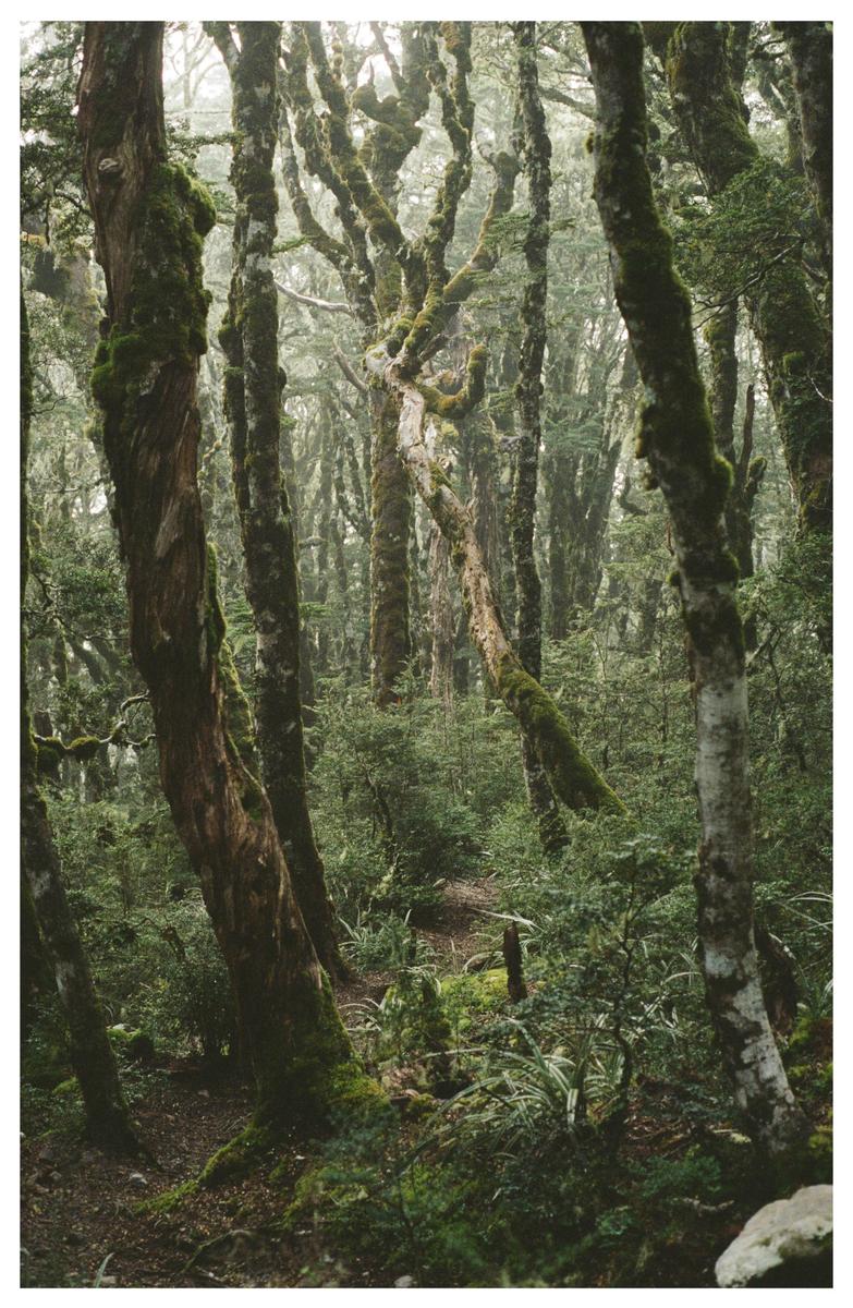 A narrow path winds through a dense forest of moss-covered trees.