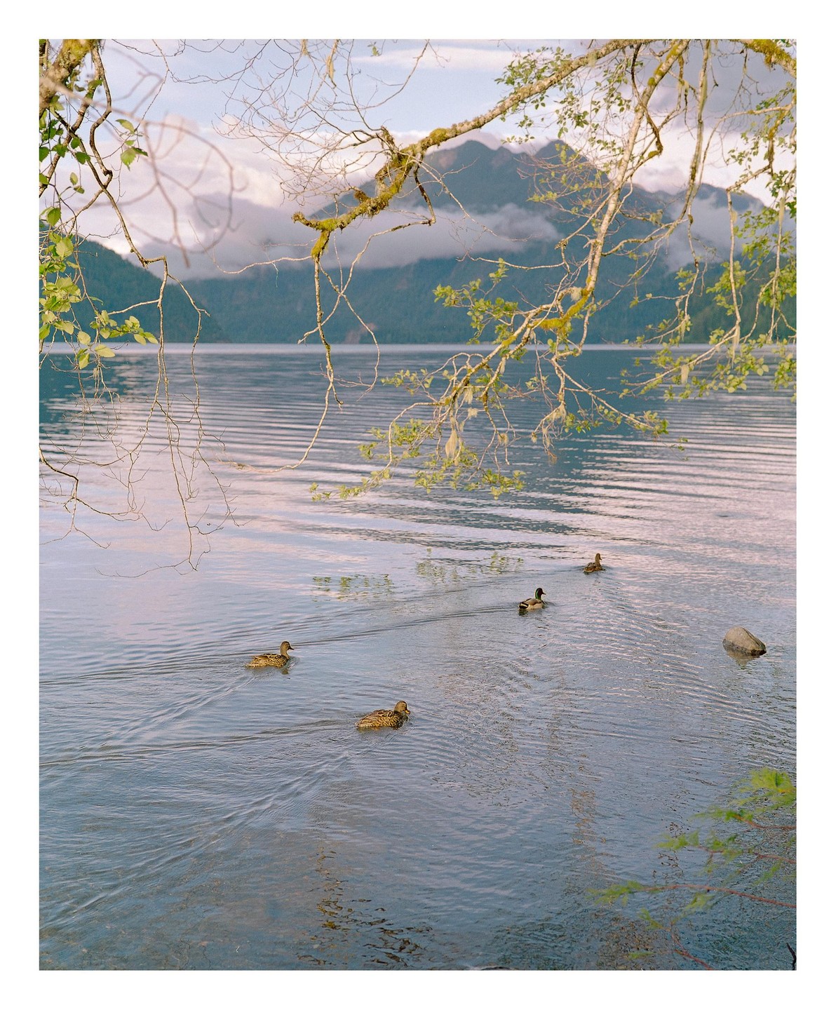 Four ducks swim in a lake with mountains in the background and branches in the foreground.
