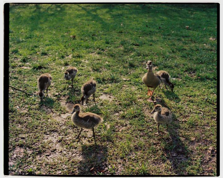 A mother duck and five ducklings walk on a grassy lawn.