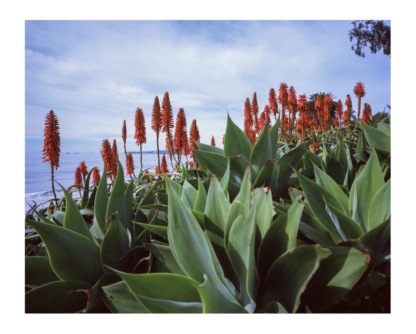 Red hot poker flowers and agave plants grow on a hillside overlooking the ocean.