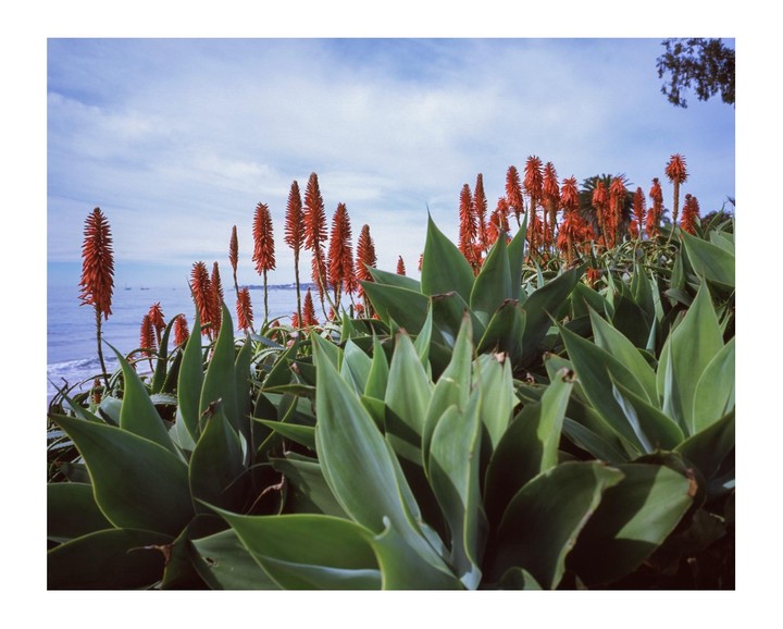 Red hot poker flowers and agave plants grow on a hillside overlooking the ocean.