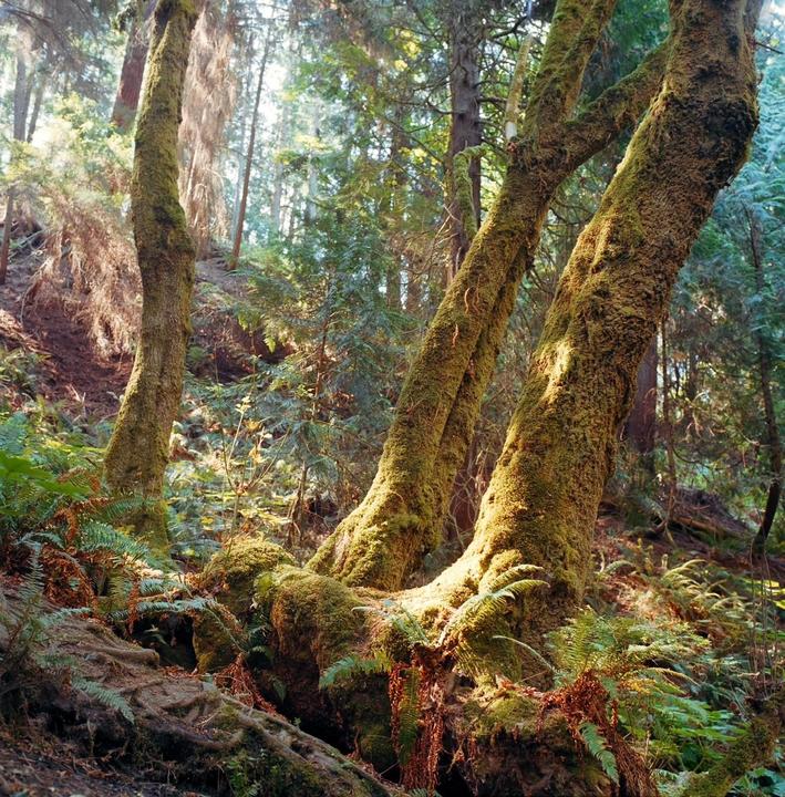 Sunlight illuminates moss-covered tree trunks and ferns in a forest.