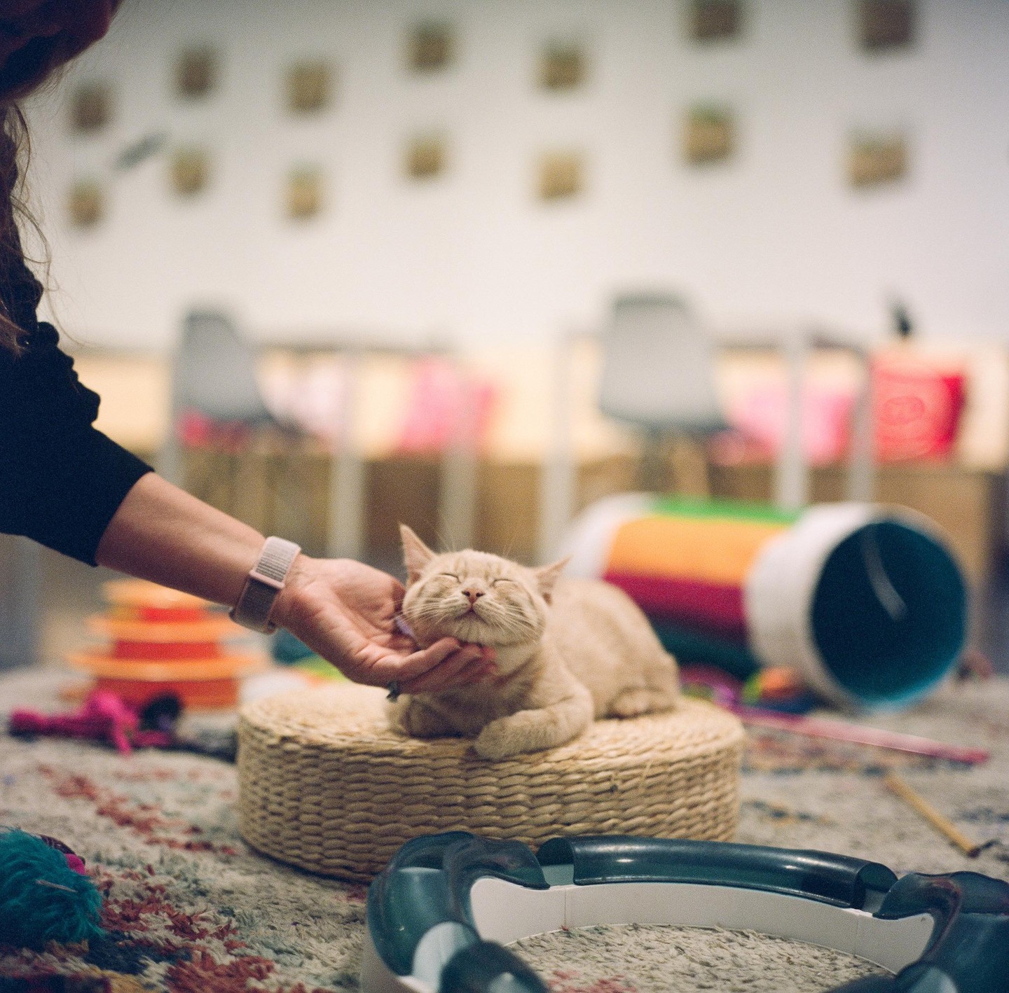 A person's hand pets a happy cat resting on a woven cushion.