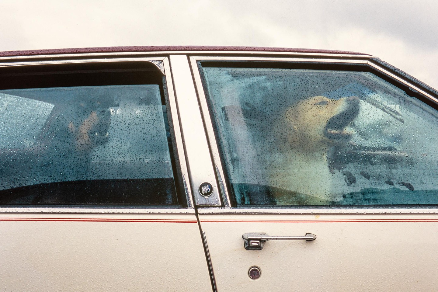 A dog with its mouth open is visible through the rain-covered window of a car.