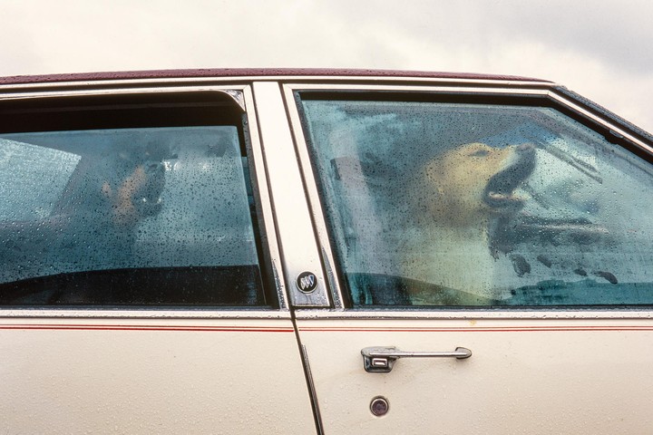 A dog with its mouth open is visible through the rain-covered window of a car.