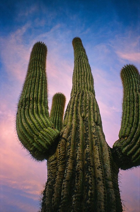 A saguaro cactus stands tall against a colorful sky at dusk.