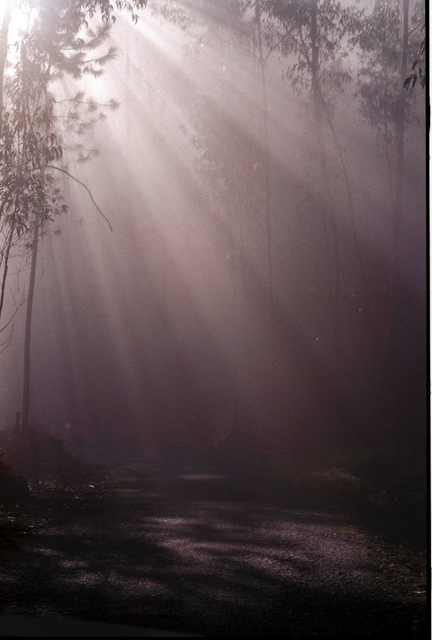 Sunlight streams through a hazy forest, illuminating a path on the ground.
