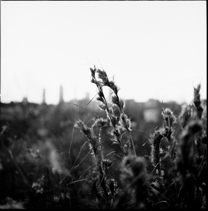 Tall grass and weeds are in the foreground with a blurred city skyline in the background.