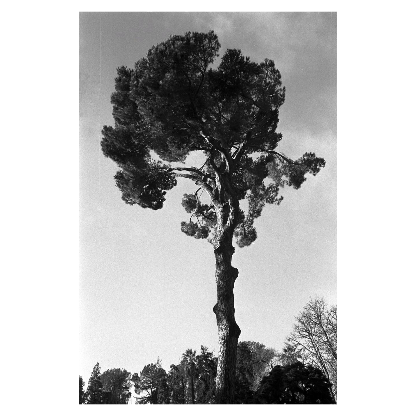 A tall, gnarled tree stands against a bright sky, with other trees visible at its base.