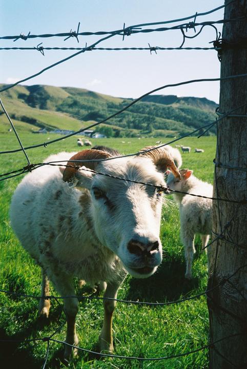 A sheep with horns and a lamb stand behind a barbed wire fence in a green field with hills in the background.
