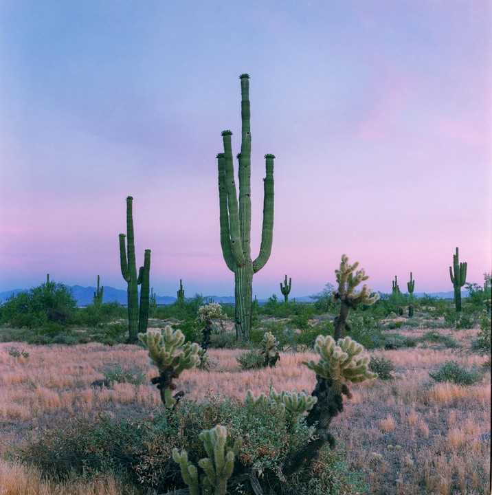 A desert landscape with saguaro cacti and other desert plants under a pink and purple sky.