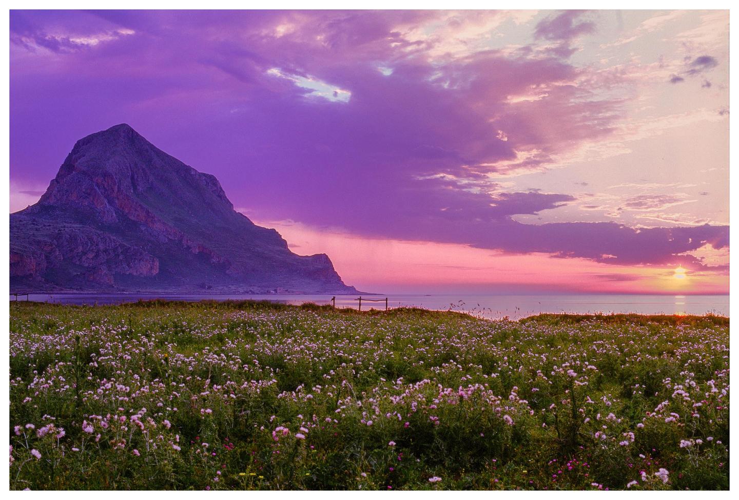 A field of wildflowers sits in front of a mountain and the sea under a vibrant purple and pink sunset.